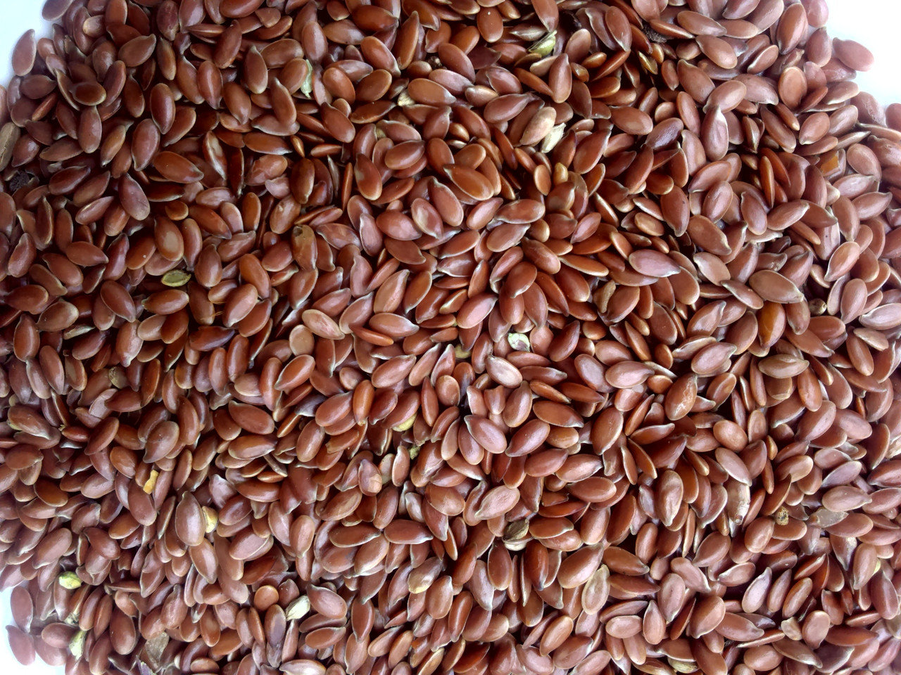 Vendemos aceite de lino marrón, humedad 8%, hierba 3%