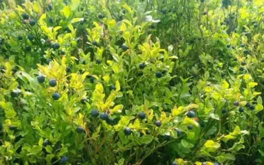 Buenos días, tengo a la venta alrededor de 50 kg de bayas frescas de montaña recogidas ayer por la tarde (31/08/2019)