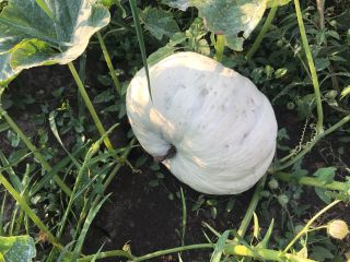 Pastel de calabaza variedad Tudor! ¡Variedades rumanas excelentes para