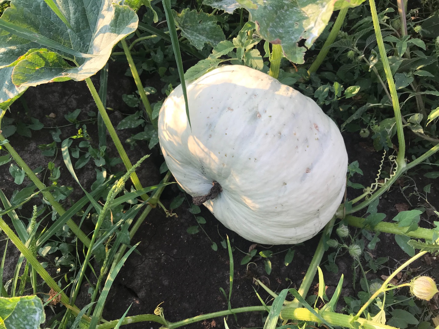 Pastel de calabaza variedad Tudor! ¡Variedades rumanas excelentes para hornear y para preparar pasteles de calabaza!