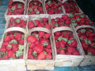 Venderé una fresa POLONIA (fotos). Bonita fruta brillante (cultivada