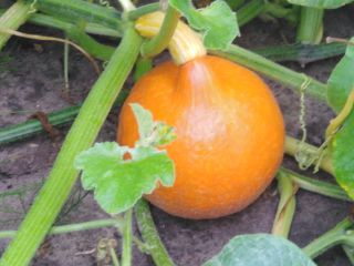 Venderé calabazas de Hokkaido en grandes cantidades.