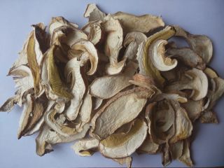 recolectamos boletus edulis de la mano de los agricultores