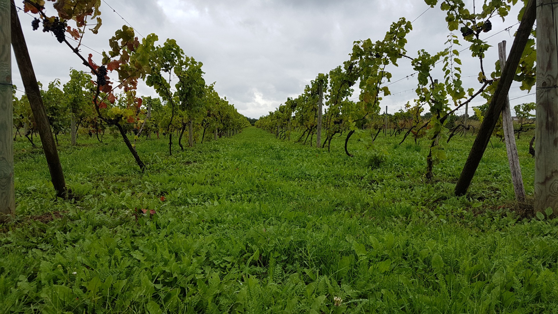 Venderé una uva (fruta) de las variedades de uva Rondo y Regent para la producción de vino tinto