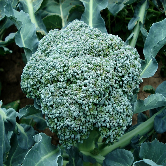 contacto para ofertas frescas y buenas tarifas precios productos directos de granjas