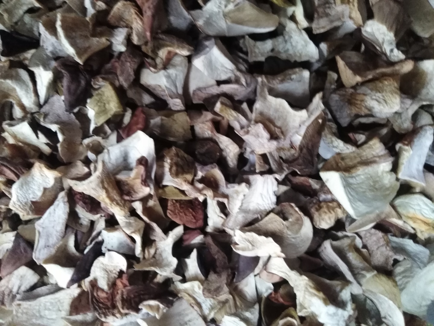 Venderé hongos porcini secos
