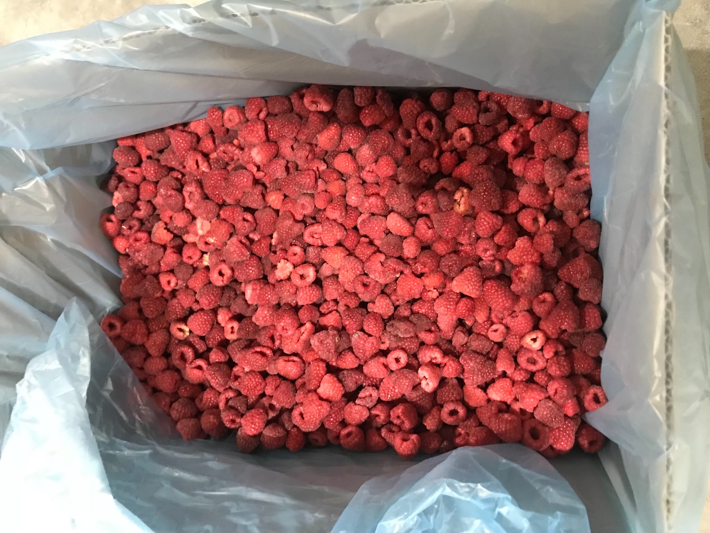 Venderé frambuesa congelada, cantidad con entrega, cajas de cartón de 10 kg 80/20 o grus en bolsas de 25 kg