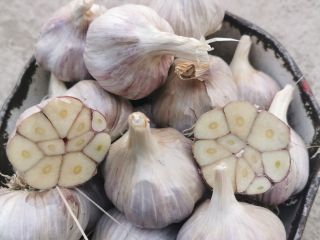 Venderé ajo Harnaś de invierno. Saludable, probado en el