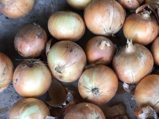 Venderé cebollas de Uzbekistán, calibre 5+, en cualquier cantidad,