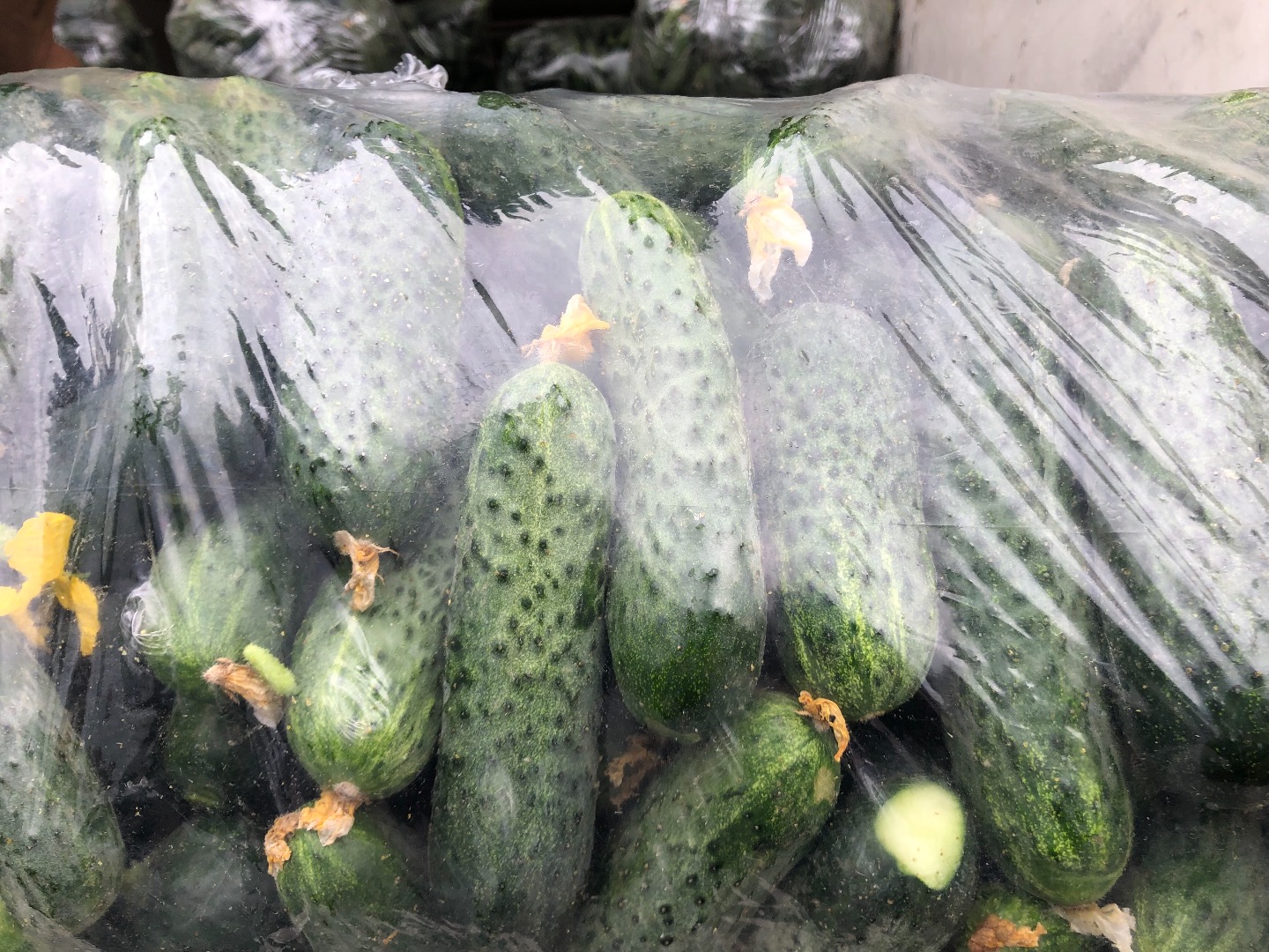 ¡Legabel fruct 2016 srl vende pepinos de pepino de 7-12 cm frescos! podemos entregar 22 toneladas por día