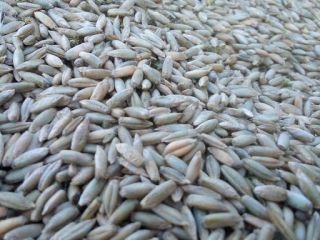 Venderé triticale a partir de la cosecha de 2019,