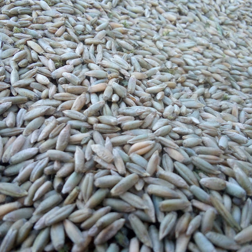 Venderé triticale a partir de la cosecha de 2019, alrededor de 3,5 toneladas, precio 900 y centeno, alrededor de 1,5 toneladas, precio 850 PLN, certificado por
