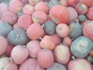 Venderé calabazas comestibles directamente del campo