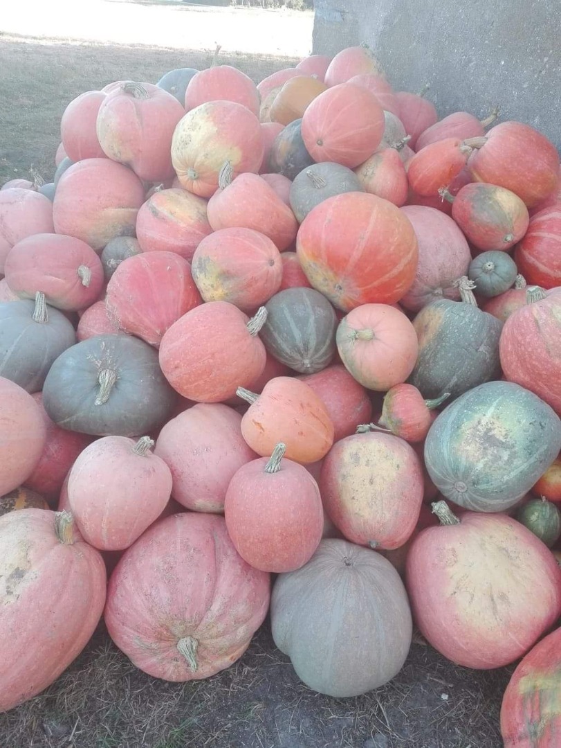 Venderé calabazas comestibles directamente del campo