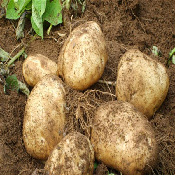Compre papas frescas a bajo precio con nosotros