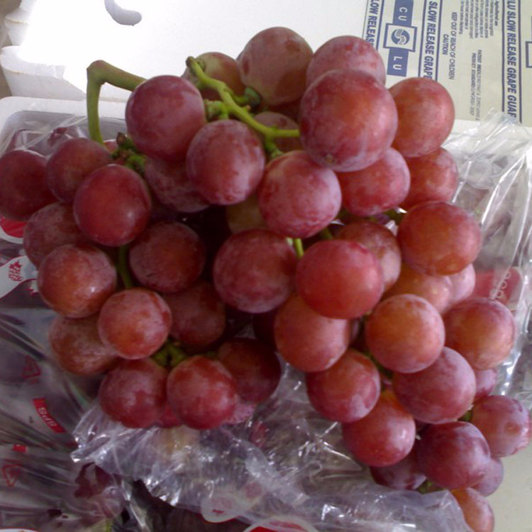 Compre uvas frescas sin semillas de todas las variedades de Italia a un precio bajo de nosotros