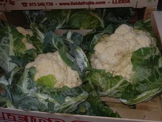 Coliflor, fresca, polaca, 6 piezas / cartón, 390 piezas