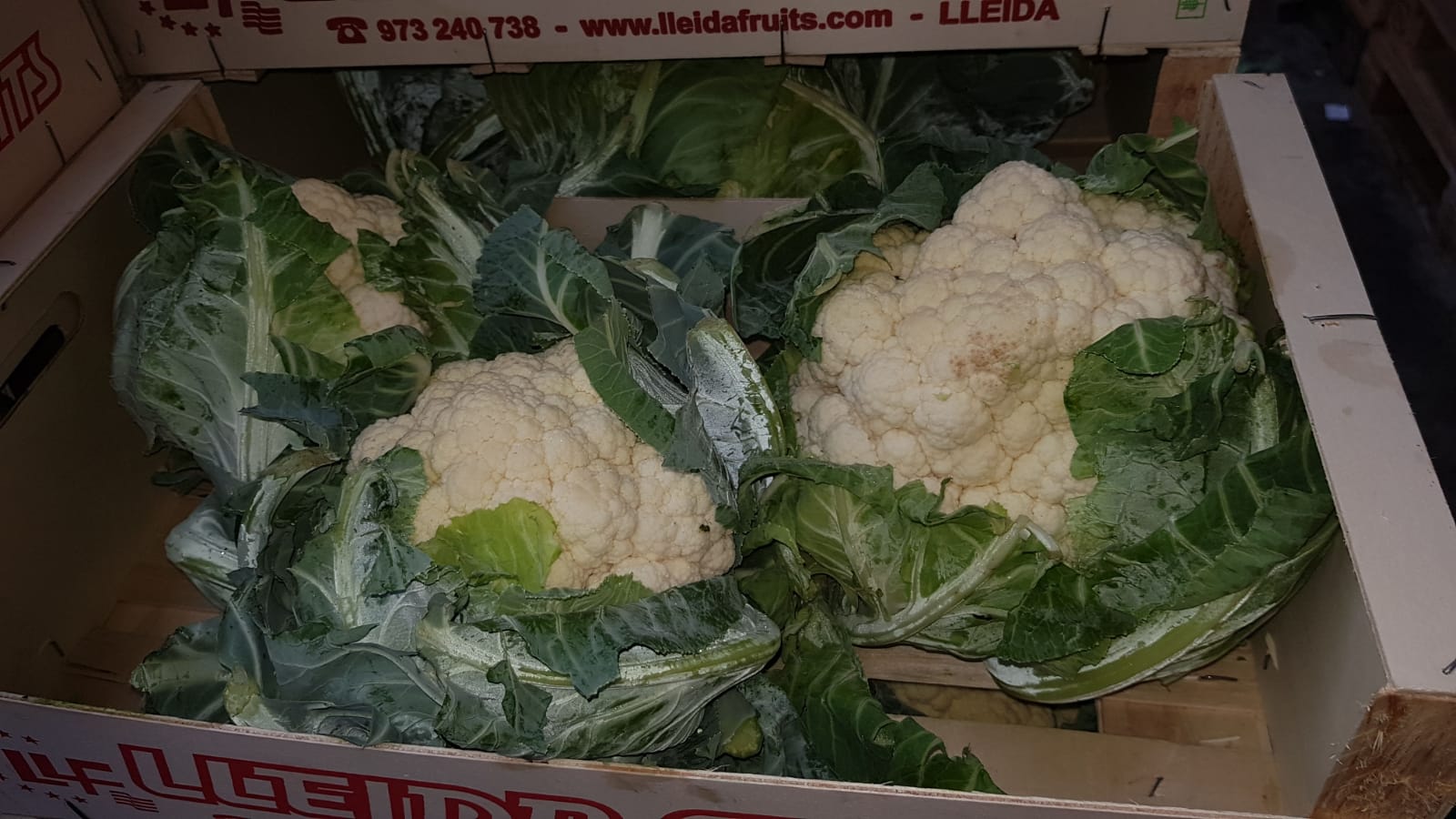 Coliflor, fresca, polaca, 6 piezas / cartón, 390 piezas en Grójec