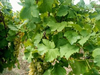 Las uvas moscatel han disminuido