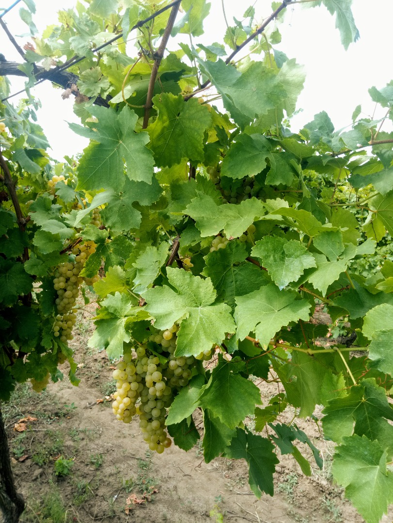 Las uvas moscatel han disminuido