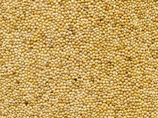 Mijo amarillo 2019 cosecha origen Ucrania, pureza 98% mín.