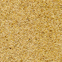 Mijo amarillo 2019 cosecha origen Ucrania, pureza 98% mín