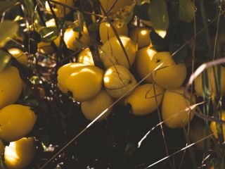Precio de venta de membrillo BIO negociado