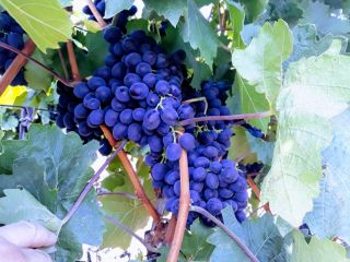 Tenemos a la venta la uva de vino Moldavia