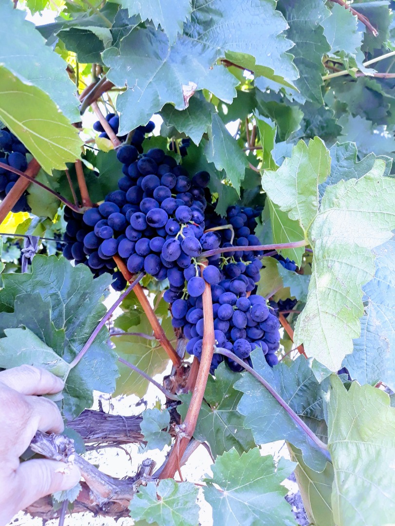 Tenemos a la venta la uva de vino Moldavia (solo la mejor calidad)