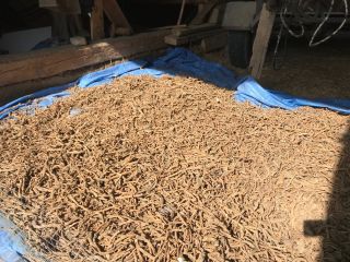 Hola, tengo a la venta 700 kg de raíz