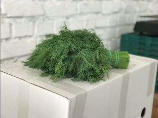 Aceptamos pedidos contractuales de hierbas (eneldo, perejil, cilantro, menta)