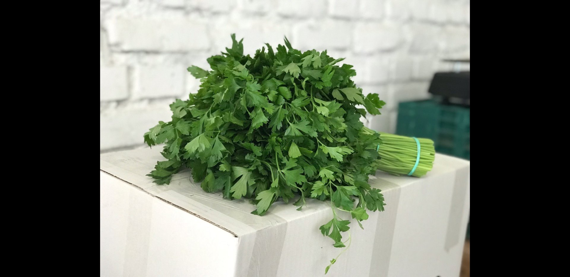 Aceptamos pedidos contractuales de hierbas (eneldo, perejil, cilantro, menta) cortadas en racimos de 0.500-0.150 kg