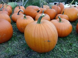 Calabazas: variedad de Halloween, así como el tradicional Bambino