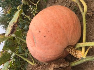 Venderé calabazas de melón, bambino. Cantidad de 3-5 t