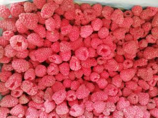 ¡Ofrecemos productos congelados! Bayas congeladas disponibles: frambuesas, moras, fresas,