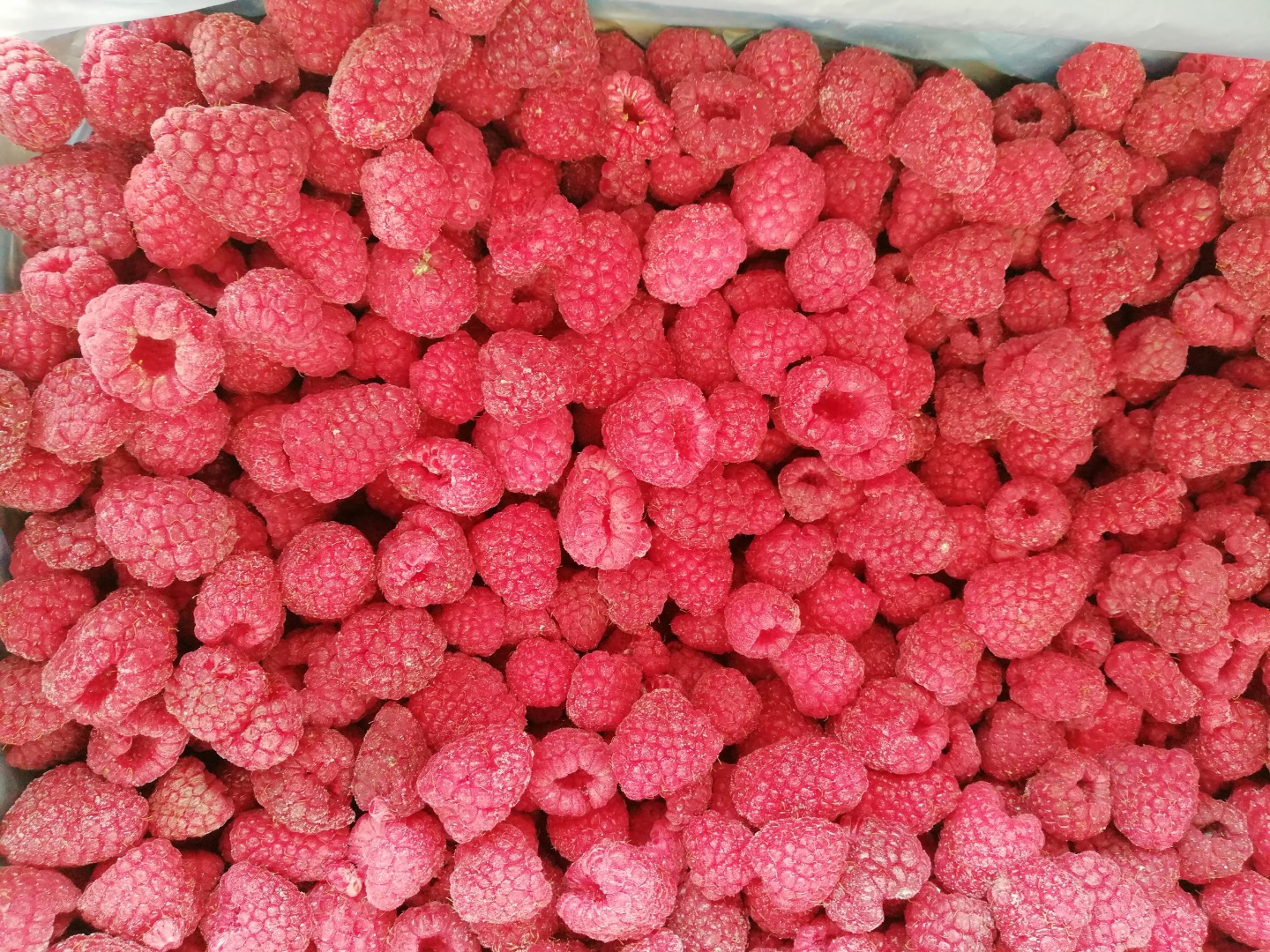 ¡Ofrecemos productos congelados! Bayas congeladas disponibles: frambuesas, moras, fresas, etc