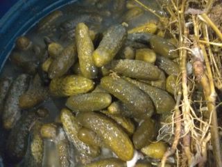 Hola Vendo pepinos encurtidos tradicionales. Pepinillo 5-9 cm.