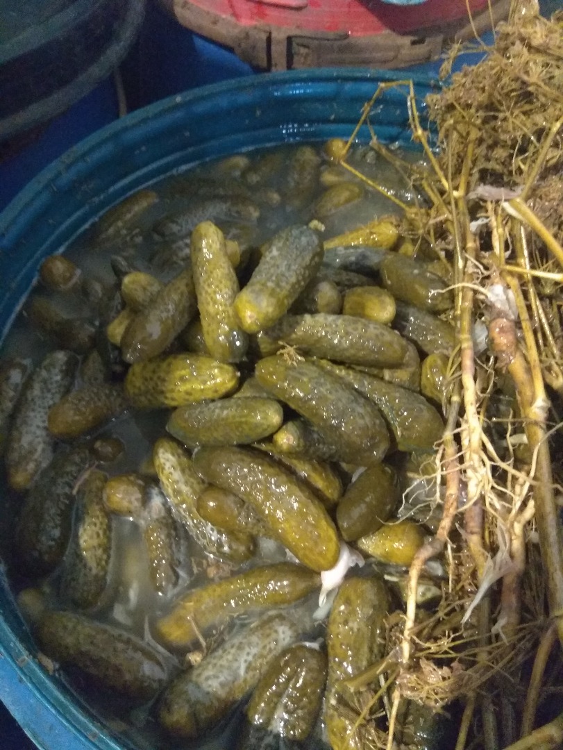 Hola Vendo pepinos encurtidos tradicionales