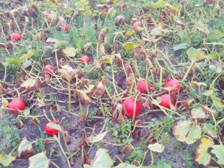 Calabaza Hokkaido de su propia granja.