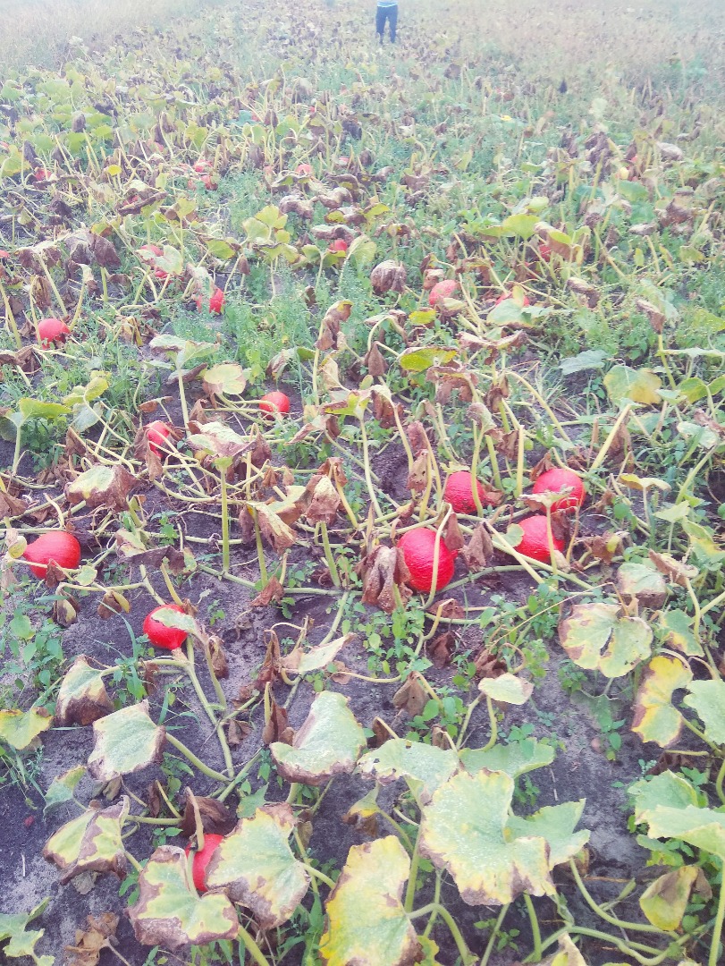 Calabaza Hokkaido de su propia granja