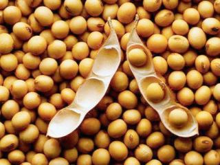 Nuestra empresa suministra Ucrania, cereales, semillas oleaginosas, así como