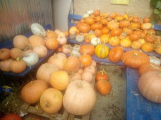 Calabaza de varias especies sin abono.
