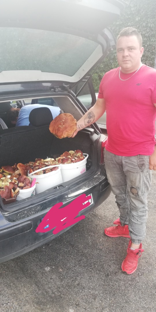 Venderé setas boletus a pedido