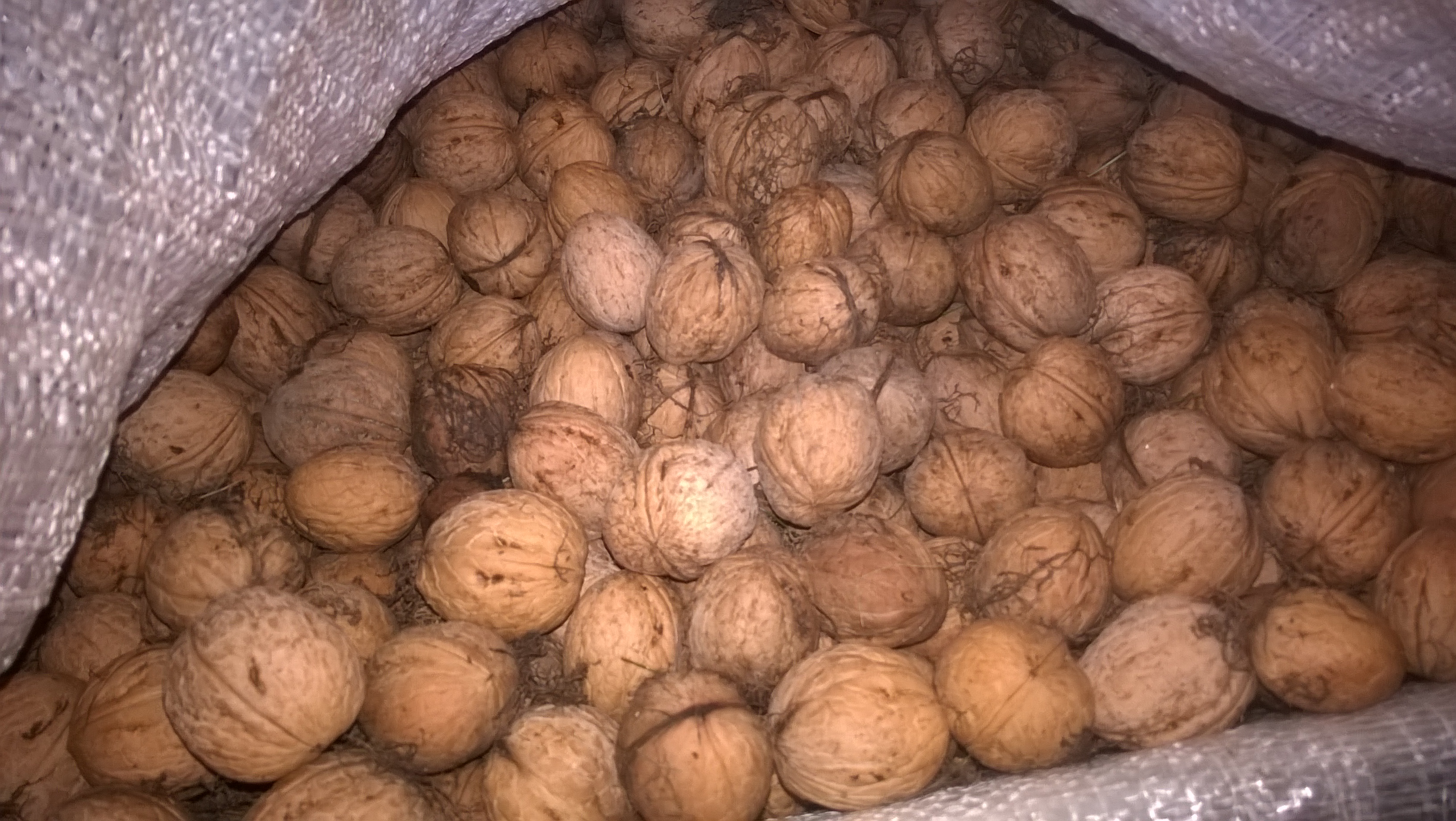 Venderé nueces orgánicas de la cosecha actual de mi propio jardín, una gran cantidad