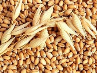 Suministramos alimentos y bebidas FMCG y muchos más productos,
