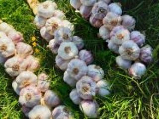 Compre ajo fresco de Tailandia, comuníquese con Whats App