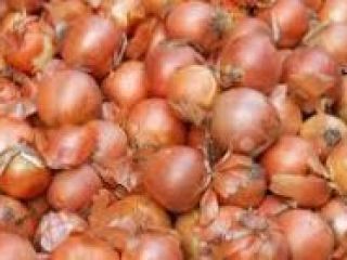 Compre cebolla fresca de Ucrania, comuníquese con Whats App