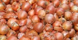 Compre cebolla fresca de Ucrania, comuníquese con Whats App Line: para obtener más detalles sobre nuestros productos