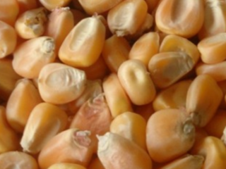Hola, quiero ofrecer productos agrícolas de Rusia y Ucrania.