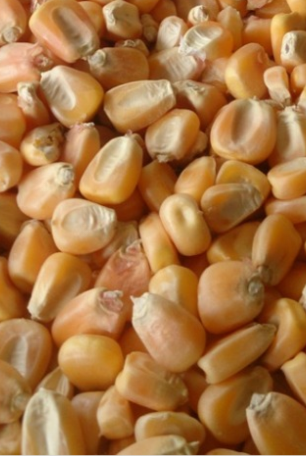 Hola, quiero ofrecer productos agrícolas de Rusia y Ucrania